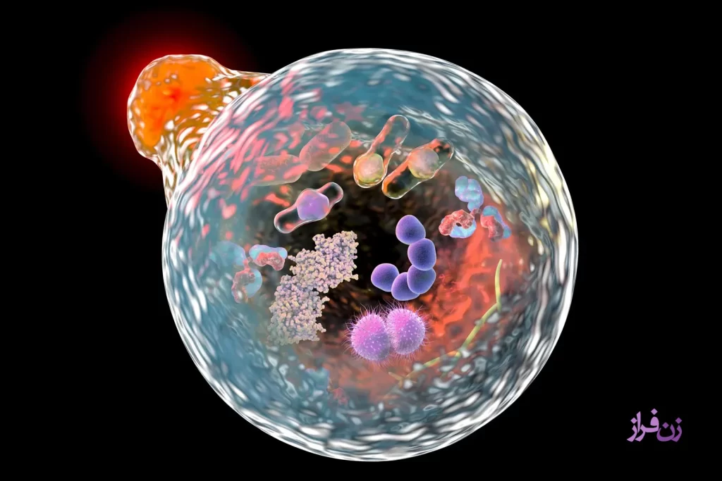 autophagy - cell - zanfaraz