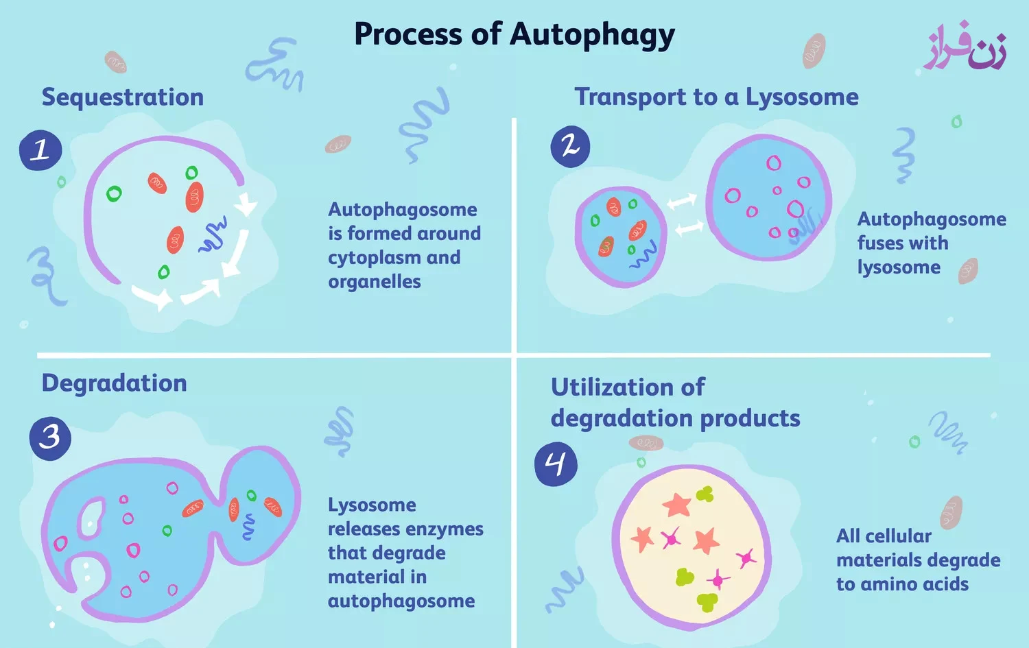 autophagy process - zanfaraz