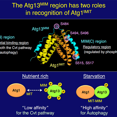 AUTOPHAGY - an intracellular recycling system - Yoshinori OHSUMI Institute of Innovative Research Tokyo Institute of Technology