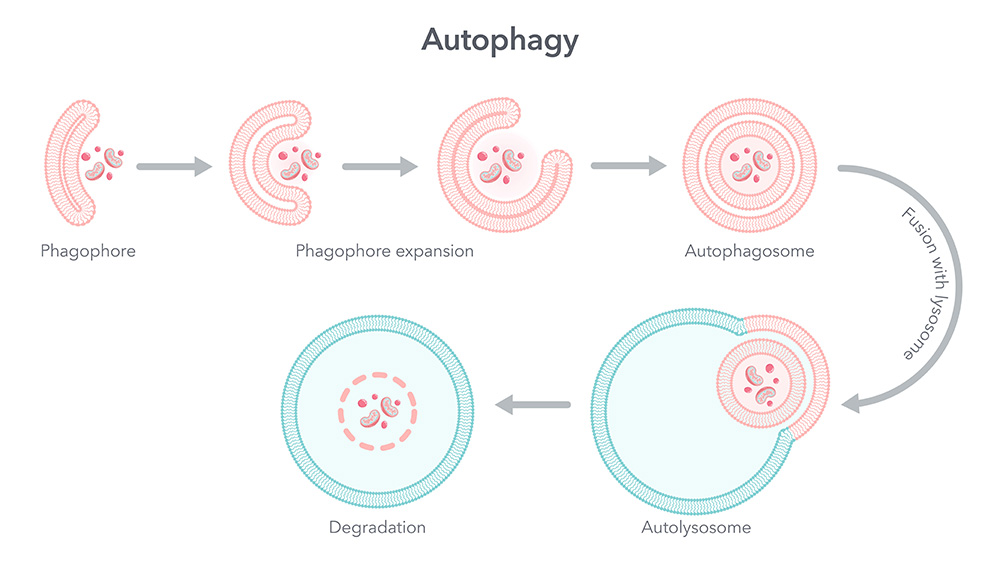 autophagy-cycle-zanfaraz