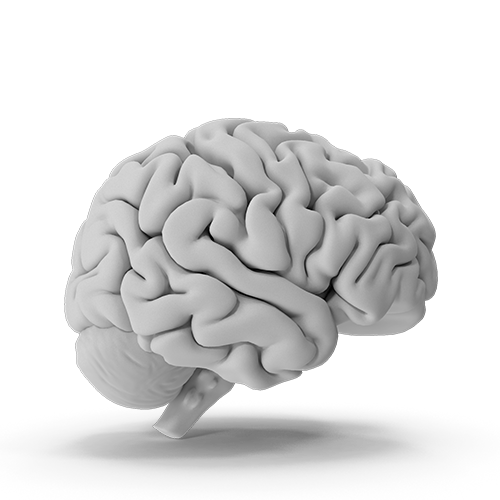 human brain - holistic treatment for breast cancer